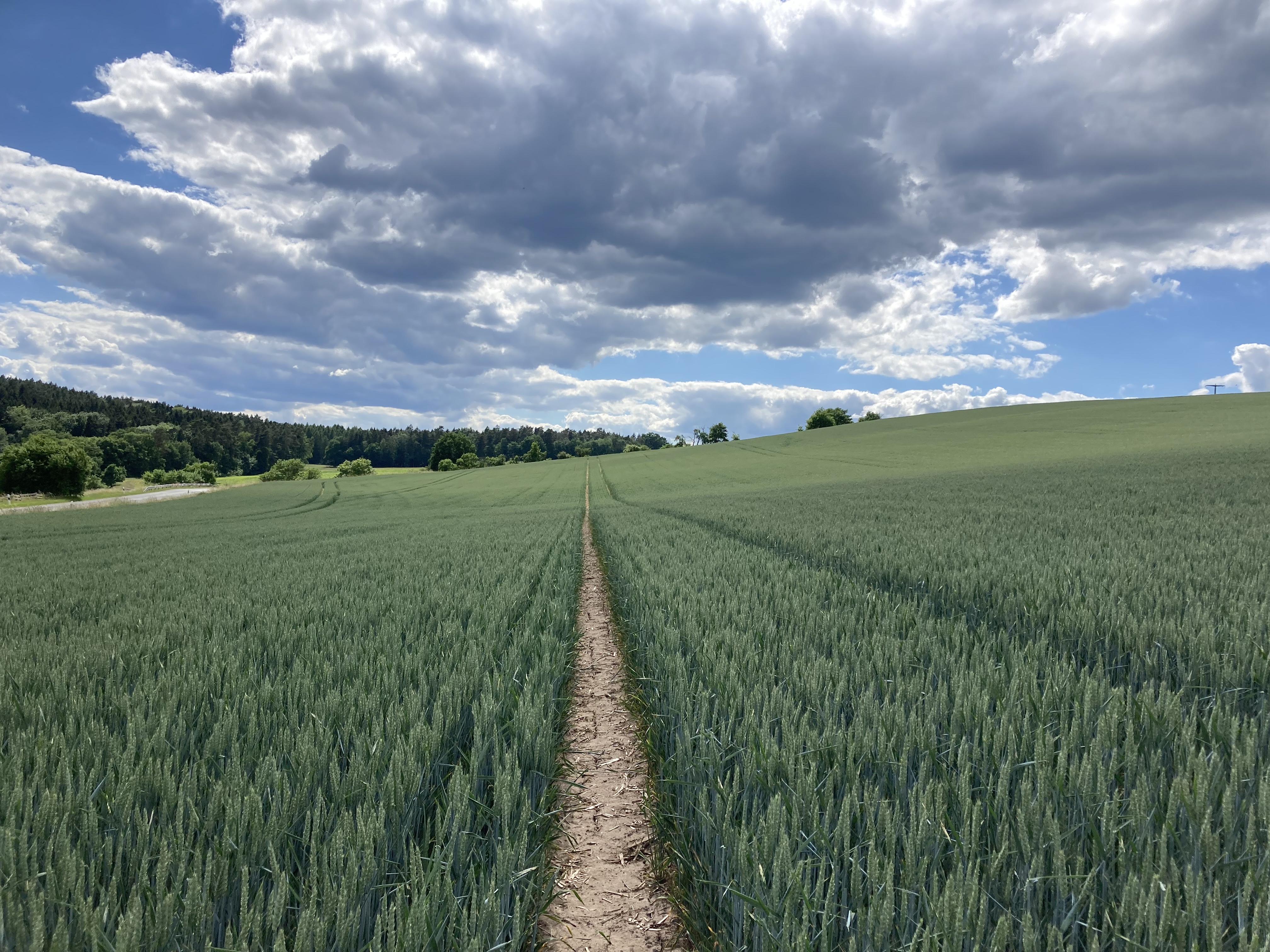 A field of green grain in Thuringia, &copy; Daniel Vedder