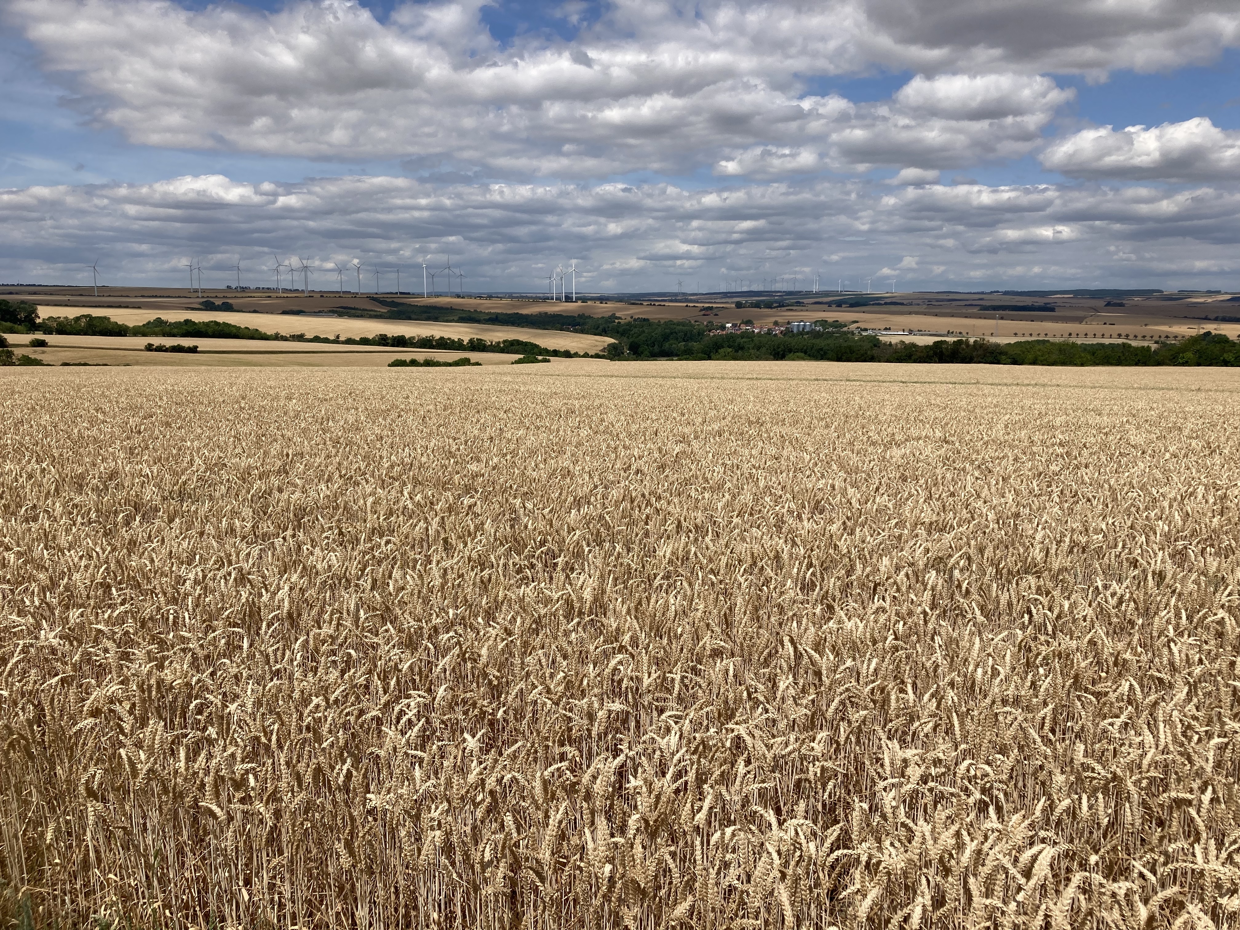 A field of ripe grain in Thuringia, &copy; Daniel Vedder