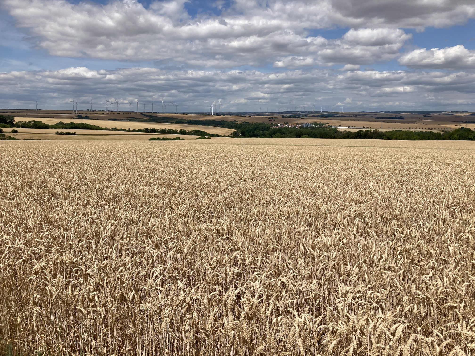 A field of ripe grain in Thuringia, &copy; Daniel Vedder